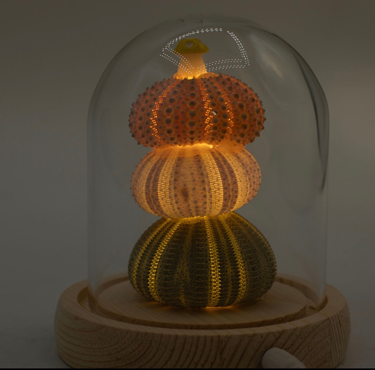 Floral Glow Garden Dome - 3 Sea Urchins - LED USB