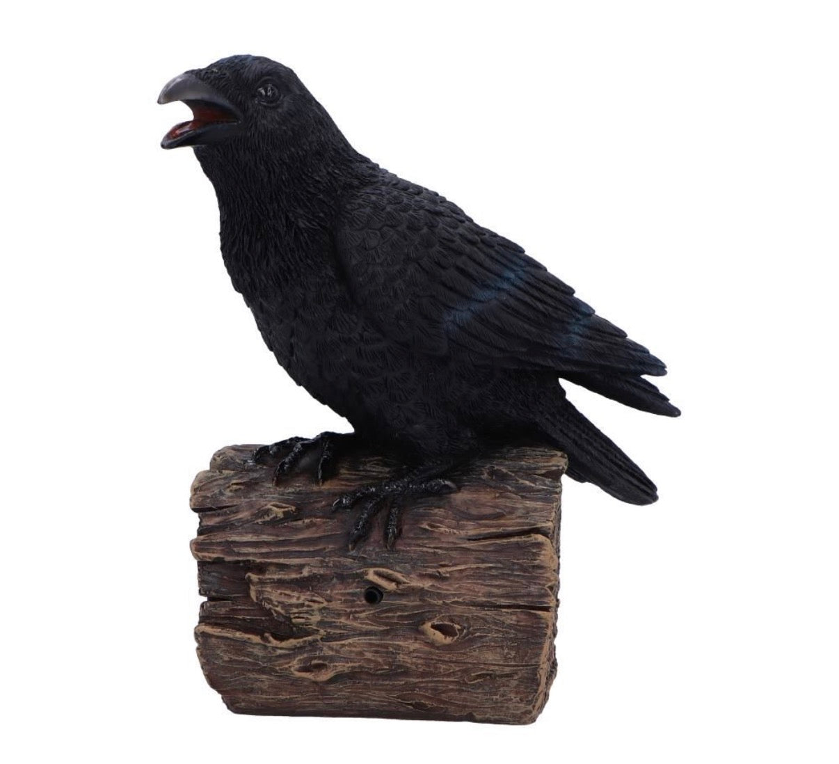 Ravens Cry With Motion Activated Sound